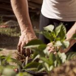 garden, working hands, dirt, earthing, mother earth, plants, planting, nature, earth day