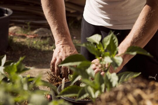garden, working hands, dirt, earthing, mother earth, plants, planting, nature, earth day